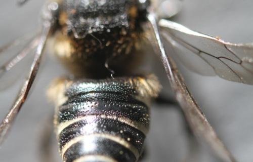 Réf. 233 769 : Coelioxys elongata